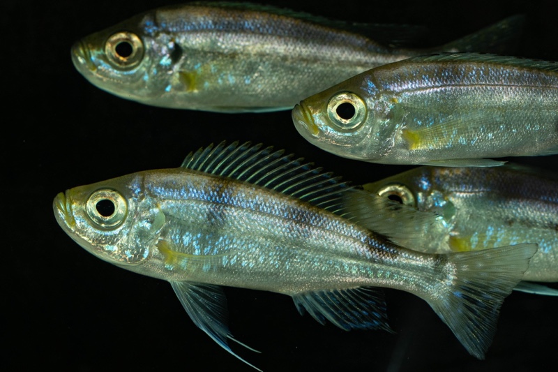 Haplotaxodon trifasciatus 'Izinga'